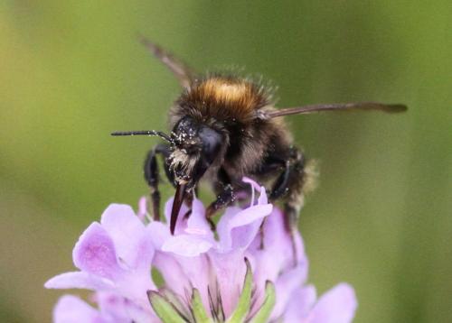 Bombus humilis